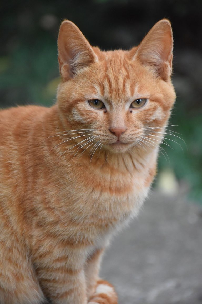 Mitos dan Fakta Biaya Pembuatan Paspor di Pringsewu 2025