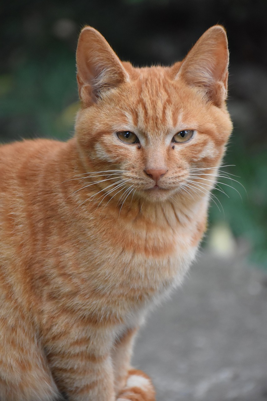 Mitos dan Fakta Biaya Pembuatan Paspor di Pringsewu 2025